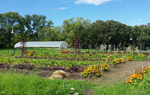 Frogtown Farm, at 5.5 acres, is one of the largest certified organic urban farms in the nation. (Photo courtesy Frogtown Farm)