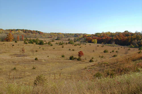Oak savannah is preserved in the Hastings Sand Coulee Scientific and Natural Area. (Photo courtesy Minnesota Department of Natural Resources)