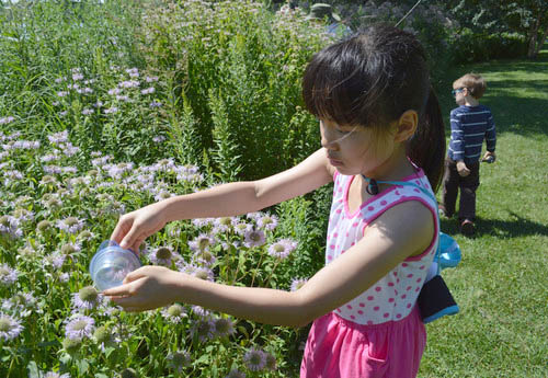 Girl helps with bee survey during a joint Saint Paul Parks & Recreation/University of Minnesota program in the regional parks.