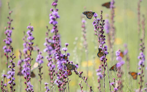 Six butterflies on tall purple flowers.