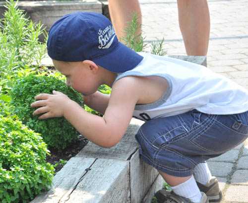 Max Paulson leans into to sniff an oregano plant in the Edible Garden. Max’s parents, Heather and Erik Paulson, make a point of bringing Max to the garden every time they visit the zoo.
