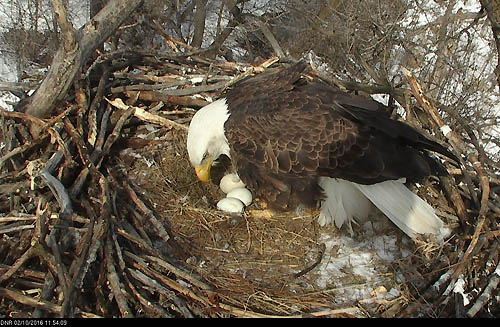 A bald eagle bends over three eggs in a nest.