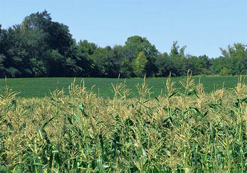 Corn in the foreground, field and trees in the background.