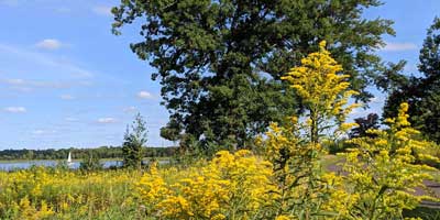 A field of yellow flowers, with trees in the background.