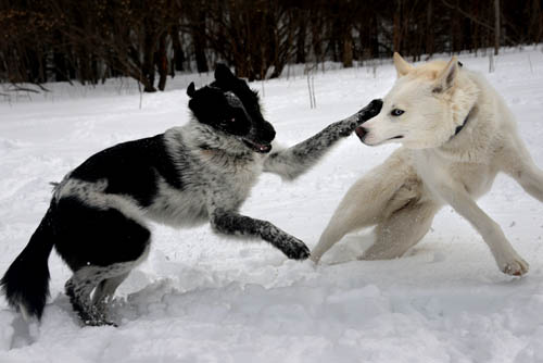 Dogs can get plenty of good play in together at a dog park.