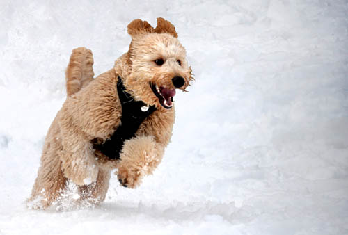 The look on this dog’s face says it all as he springs into action after a late-spring snowfall.
