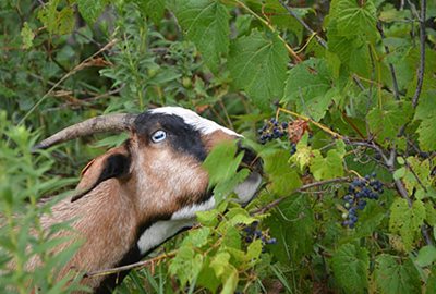 A goat eating a grape vine.