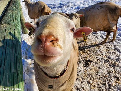 Closeup of a lamb looking right at the camera.