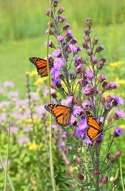 Three orange butterflies on purple flowers.