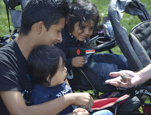 A family enjoys another creature – a toad – that showed up at the monarch festival.