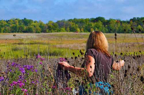 The Regional Parks System not only provides abundant recreational opportunities, but also preserves valuable ecological resources, like this restored native prairie.
