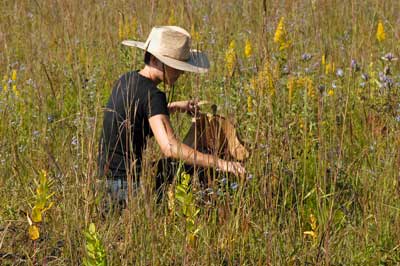 A person in a wide-brimmed hat collecting seeds among still-blooming wildflowers.
