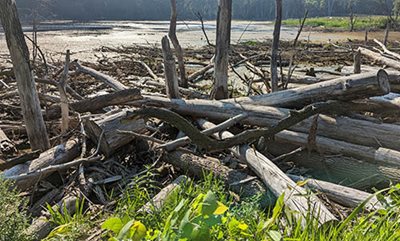 Cut and sun-bleached tree trunks and branches along the wetland.