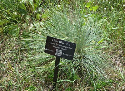 A small black sign identifying the grasses behind as little bluestem.