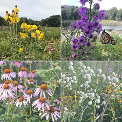Collage of four flower images. A monarch butterfly is nectaring on the meadow blazing star.
