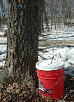 A tree with a blue tab emptying into a large, covered bucket.