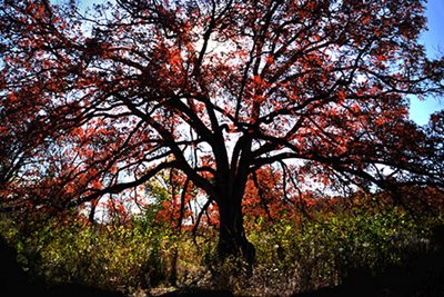 A large tree with red leaves.