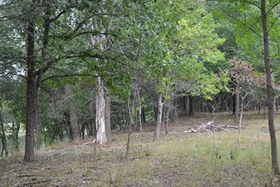 Trees without plants underneath.