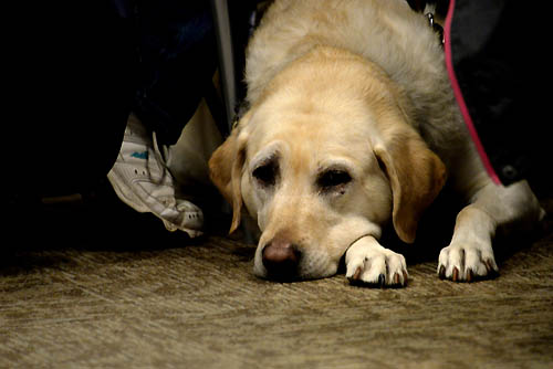 A service animal rests patiently during the event.