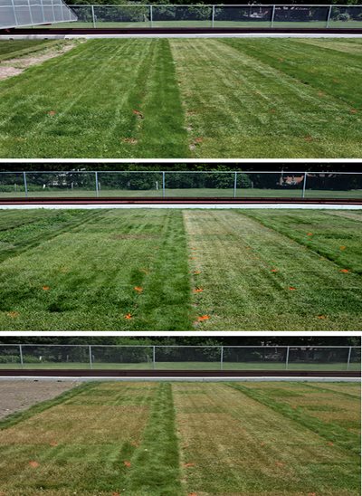 Grass on Day 2 of the drought trial (upper third); same patch on Day 21 (middle); and Day 40 (lower third).