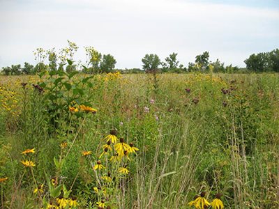 Blooming wildflowers in a large prairie.