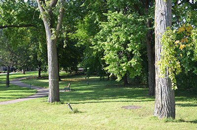 A paved path next to trees.