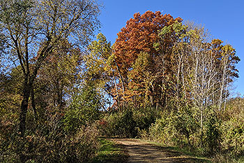 Gravel path through trees in autumn.