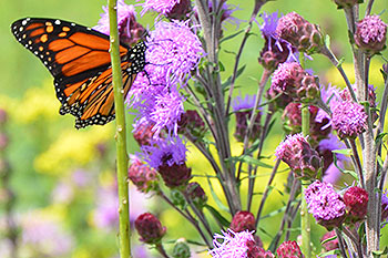 Monarch butterfly on blazingstar.