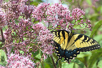 Eastern tiger swallowtail butterfly on joe-pye weed.