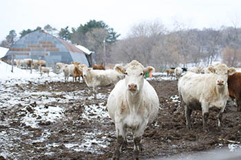 Cows in a lot with a barn behind them