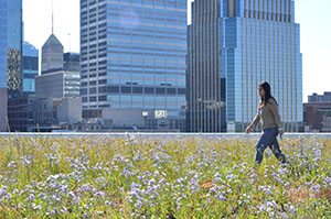 A woman walks across a green roof that is covered in plants.