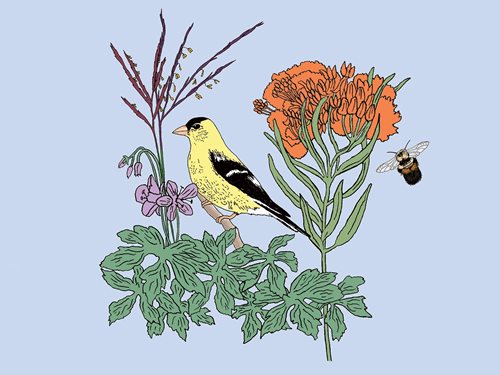 A colorful illustration of an American Goldfinch and Rusty-Patched Bumble Bee with wild geranium, big bluestem, and butterfly milkweed.