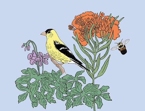 A colorful illustration of an American Goldfinch and Rusty-Patched Bumble Bee with wild geranium and butterfly milkweed.