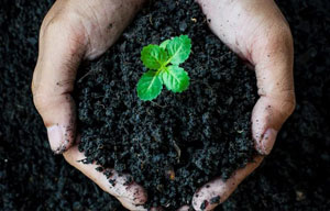 A hand holds a small green plant surrounded by soil.