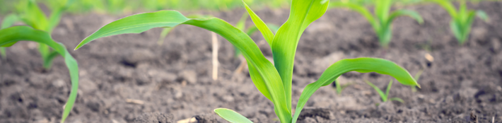 Corn plants in a field.