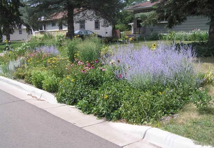 <div class='lb-heading'>Maplewood Raingardens 3</div><div class='lb-text'>For street reconstruction projects, residents can select a garden design: Easy Shrub, Easy Daylily,  Sunny Garden, Sunny Border Garden, Butterflies and Friends, Minnesota Prairie Garden, or Shady Garden, Perennial Rainbow Garden, Cool Whites, or Jazz Brights.  </div>