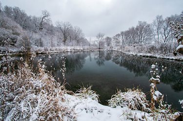 Snow covers trees and plants around a large pond.