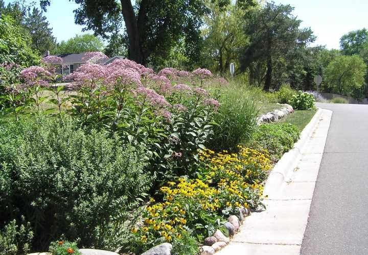 <div class='lb-heading'>Maplewood Raingardens 2</div><div class='lb-text'>Raingardens are an important element of the Living Streets Policy.</div>