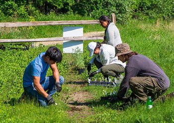 Four people make plantings alongside a path.