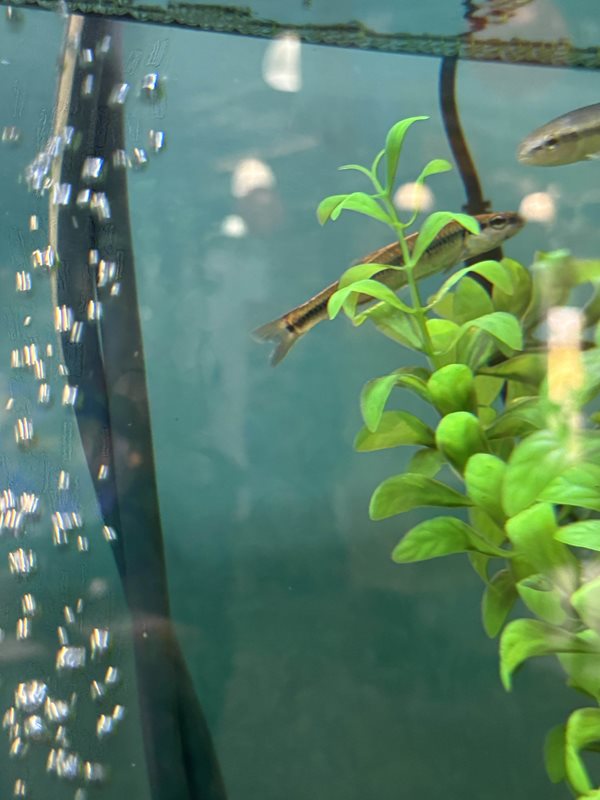 After wastewater is treated at the huge Metropolitan Water Resource Recovery Facility in Saint Paul, it’s cleaner than the Mississippi River where it is discharged – and clean enough for fish to live in. Fish and plant life in an aquarium at the Oh poop! exhibit.